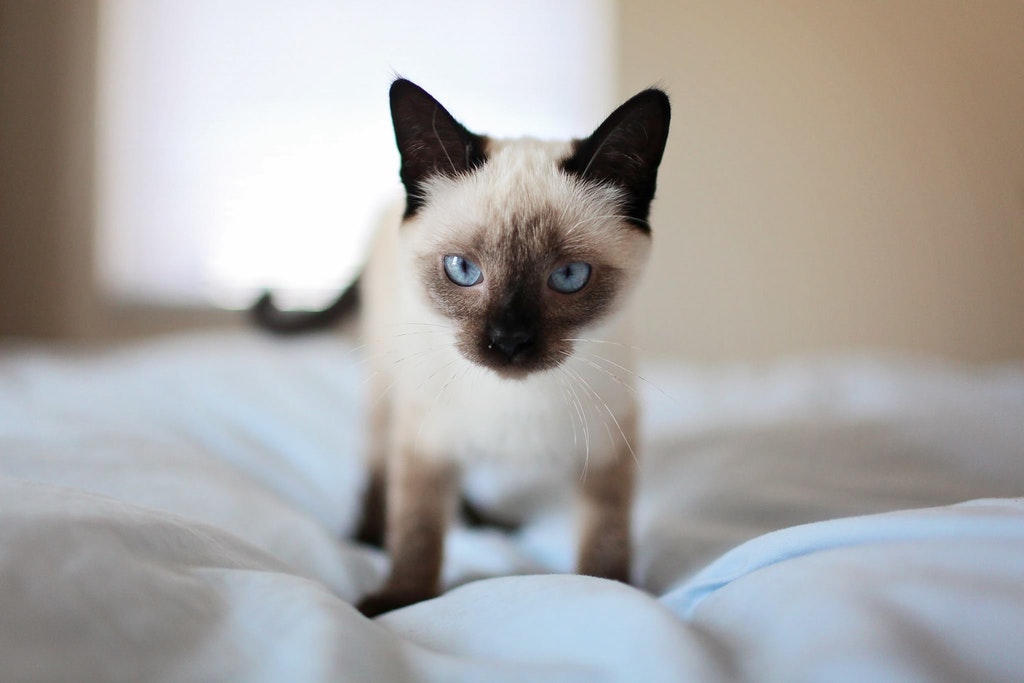 Tina saber estudiar ▷ ¿Buscas un gato siamés? Te ayudamos a encontrar a tu compañero ❤️